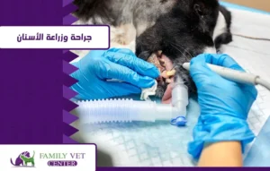 خدمة الجراحة وطب الأسنان للحيوانات